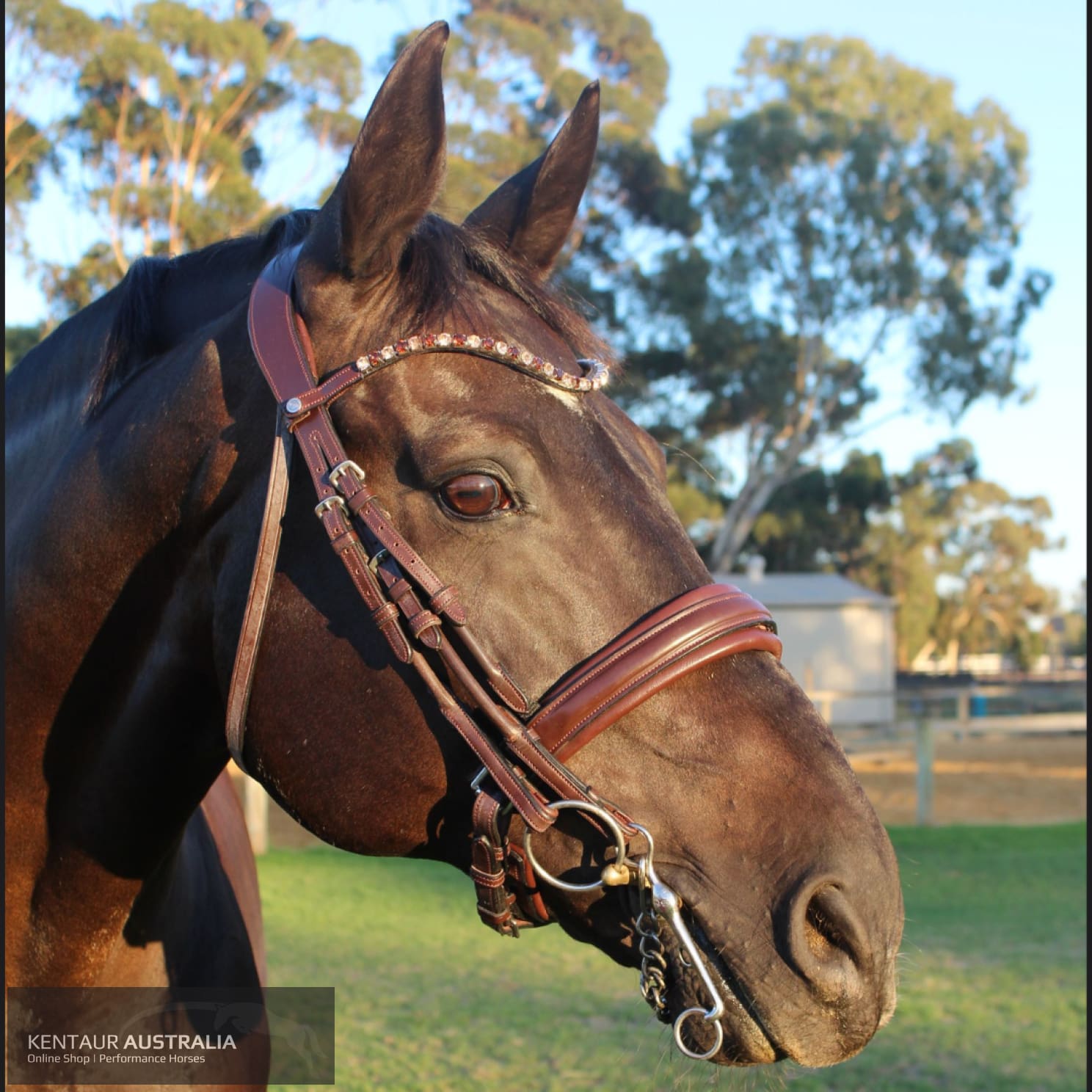 Montar Normandie Double Bridle Brown / Full Bridles