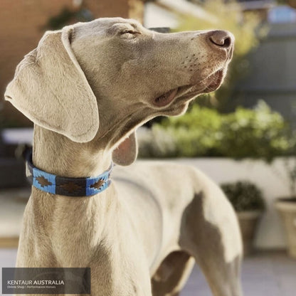 Pampeano ’Azules’ Dog Collar XS Dog Collars