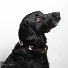 Load image into Gallery viewer, Pampeano ’Hermoso’ Dog Collar S Dog Collars