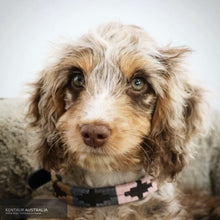 Load image into Gallery viewer, Pampeano ’Paramo’ Dog Collar L Dog Collars