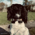 Pampeano ’Roca’ Dog Collar L Dog Collars