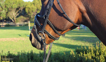 Load image into Gallery viewer, Silver Crown Spider Noseband Bridles