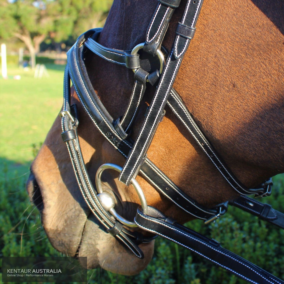 Silver Crown Spider Noseband Bridles